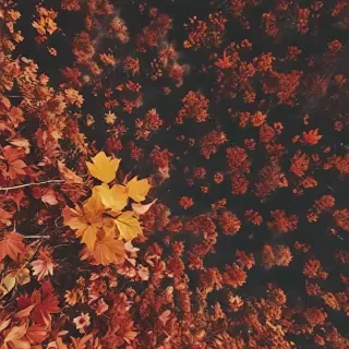 fall aesthetic wallpaper iphone