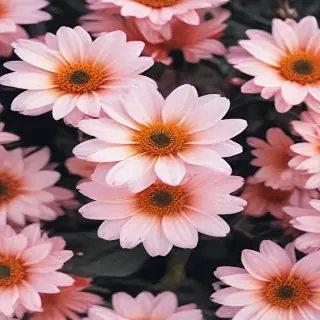 cute flower wallpaper aesthetic
