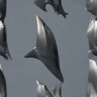 shark fin png