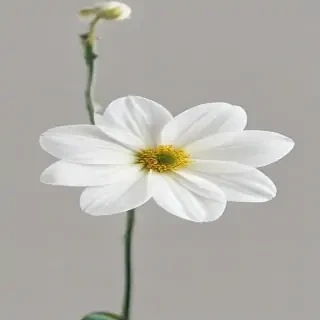 white flower transparent background
