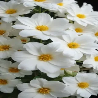 background white flower