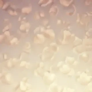 cream iphone wallpaper
