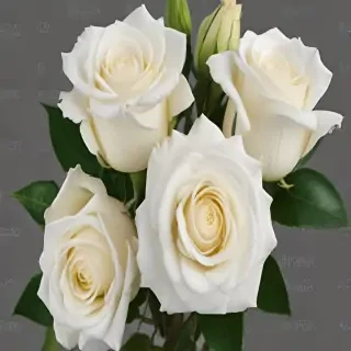 white roses png