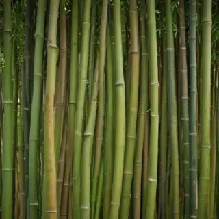 bamboo background