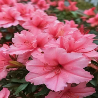 azalea flower