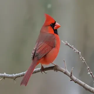 cardinal png