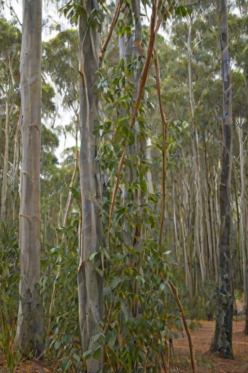 transparent eucalyptus