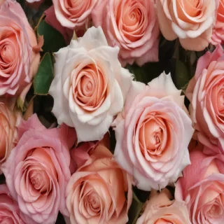 roses background wallpaper
