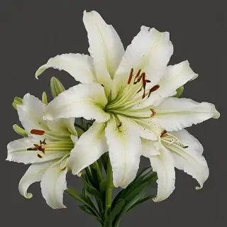 lily flower png