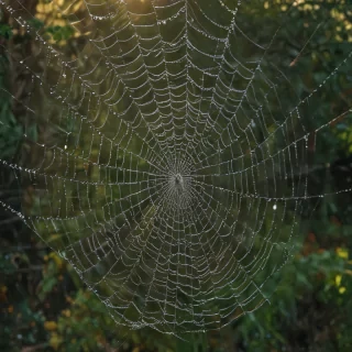 spiderweb