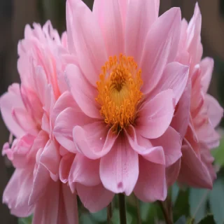 aesthetic flower pictures