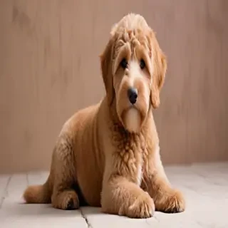 australian labradoodle