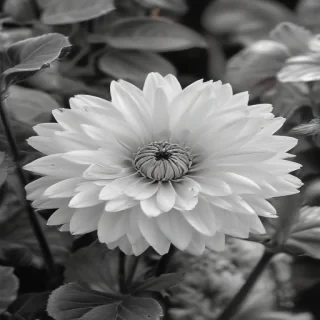 flower images black and white