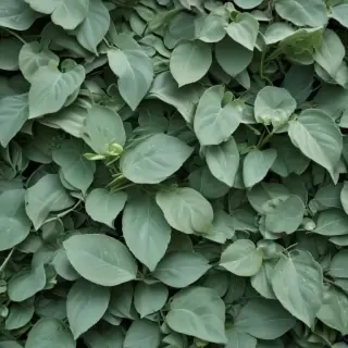 sage green aesthetic