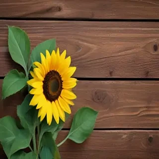 lock screen sunflower wallpaper