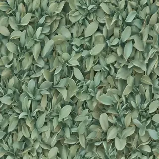 sage green photos