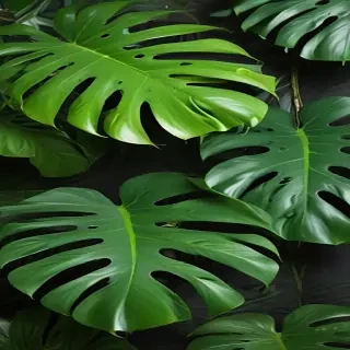 monstera background