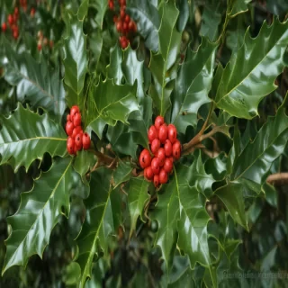 holly picture