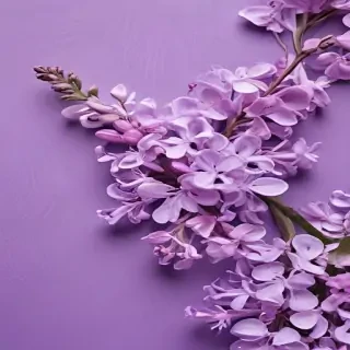 lilac background