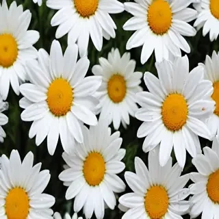 daisy background wallpaper