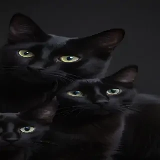 black cats