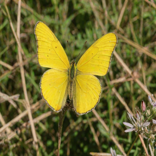 yellow butterfly