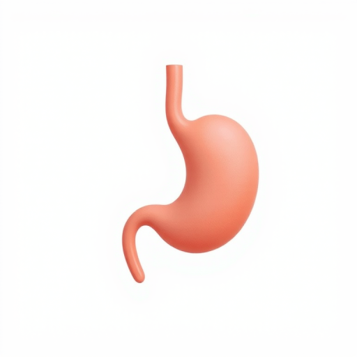 Create a high-quality illustration of a human stomach in a minimalist style, using a Canon EOS 5D Mark IV with a 50mm lens, aperture set to f/2.8, ISO 100, and a clean white background for clarity.