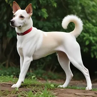 taiwan dog breed