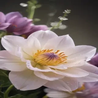 light flower background
