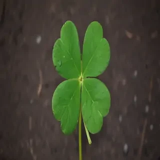 4 leaf clover