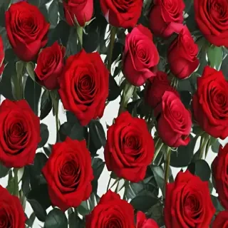 red roses aesthetic