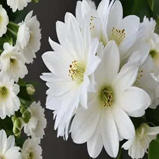 white flowers png transparent