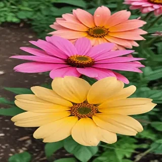 hello june images