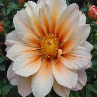 pictures of flowers drawing