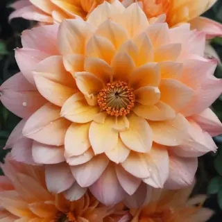flower wallpaper iphone