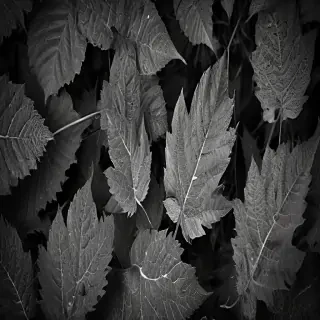 leaf images black and white