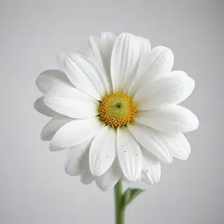 white background flower
