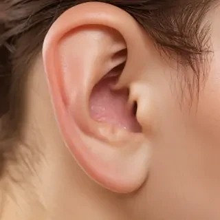 ear png