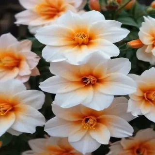 aesthic flower