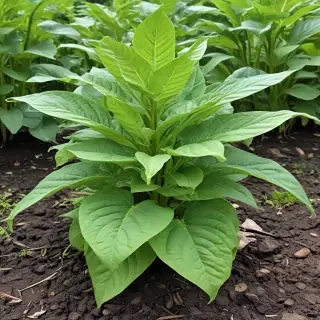 tobacco plant