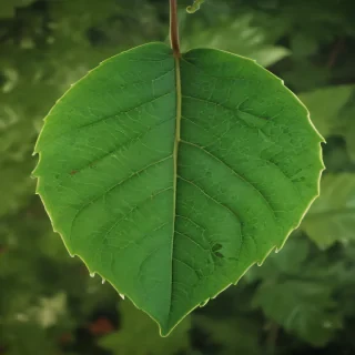 leaf background green