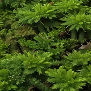 moss png