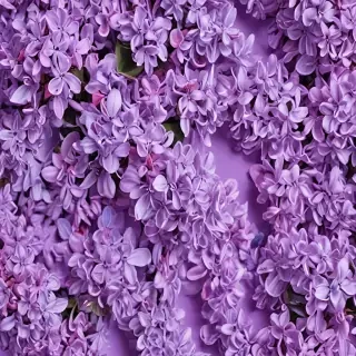 lilac background