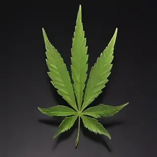 marijuana leaf