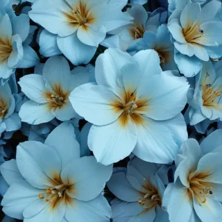 flower background blue