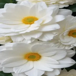 iphone white flower wallpaper