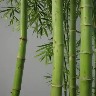 bamboo png