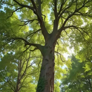 trees background
