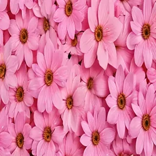 pink flower background