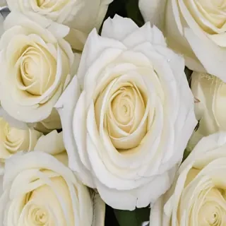 white roses png